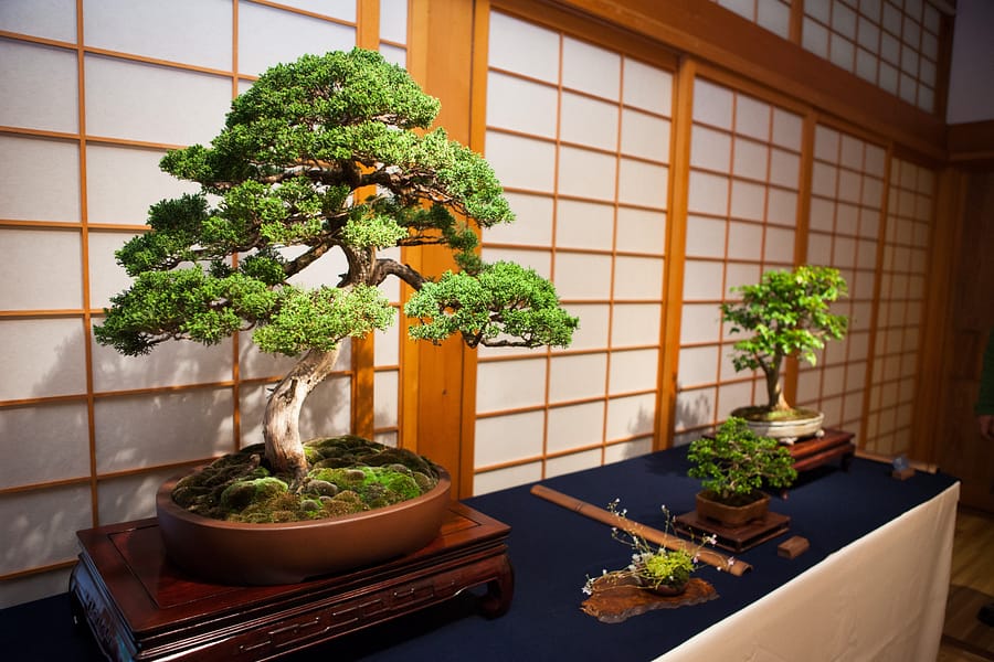 An Introduction to Bonsai – Portland Japanese Garden