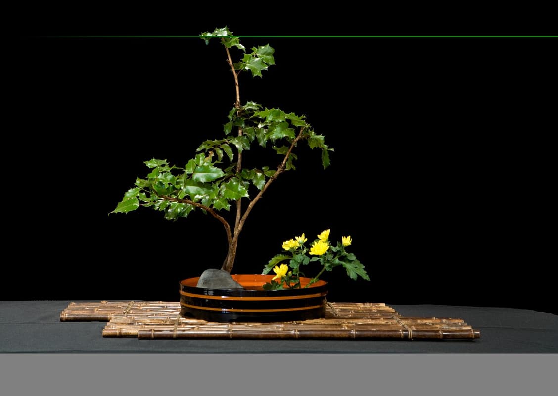 thumbnail_Chrysanthemum Festival - 2008-10-28 - 534_f9b79b19208ae9d