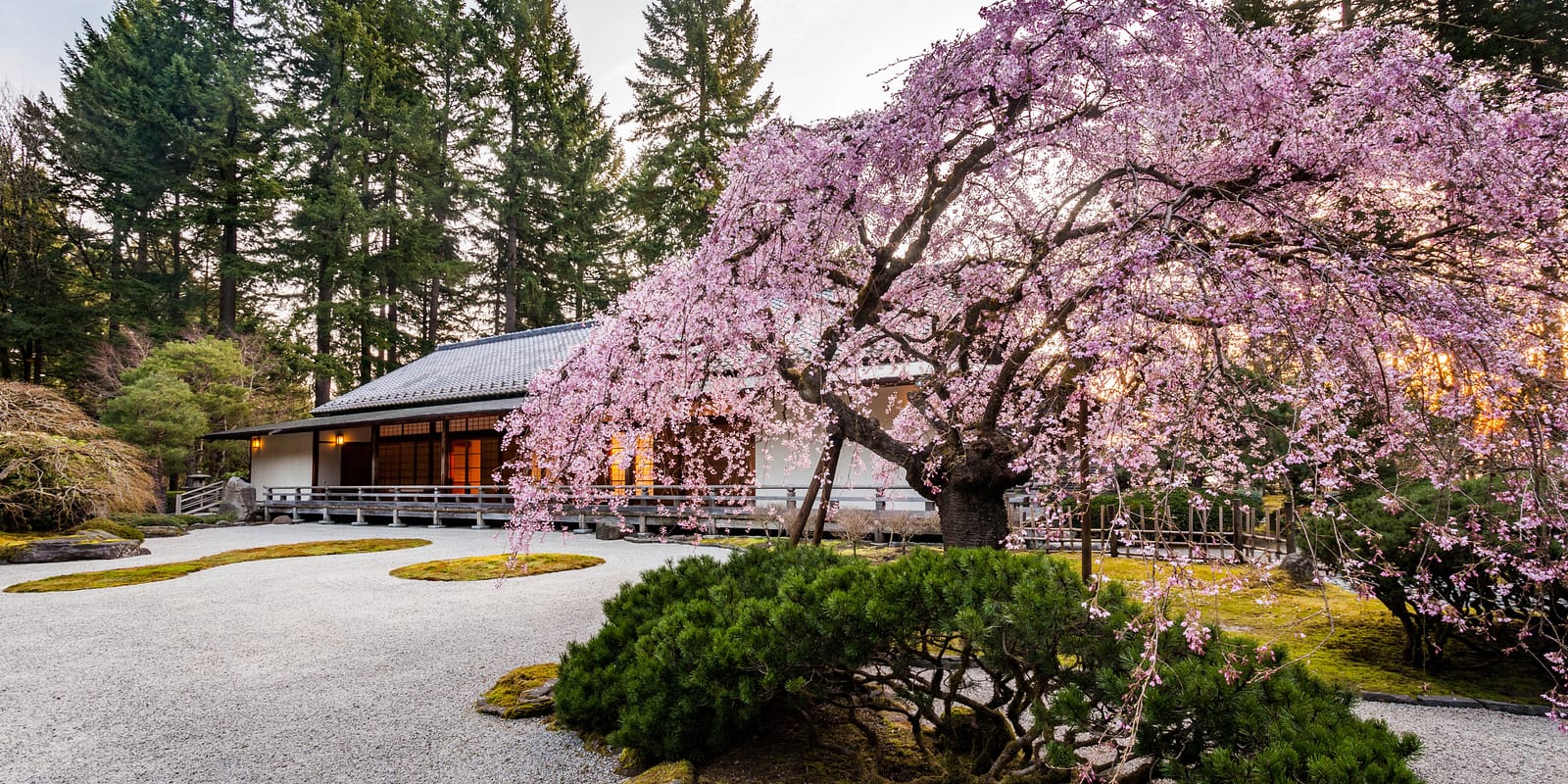 16x9 The weeping cherry in sun. By Jonathan Ley