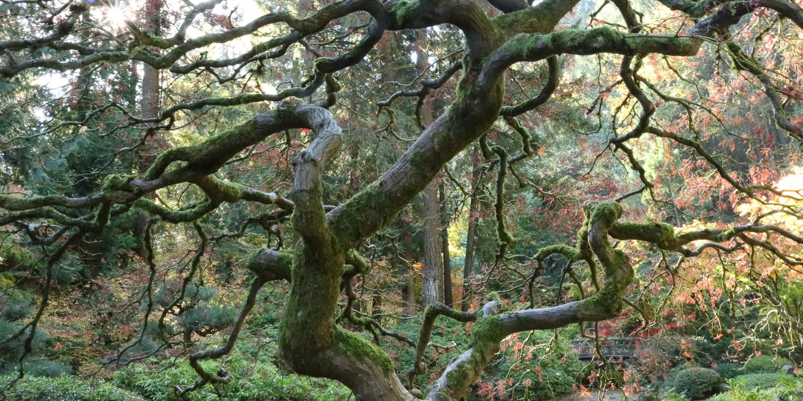 LR_Portland Japanese Garden_Fall_Julia Taylor_IMG_1887