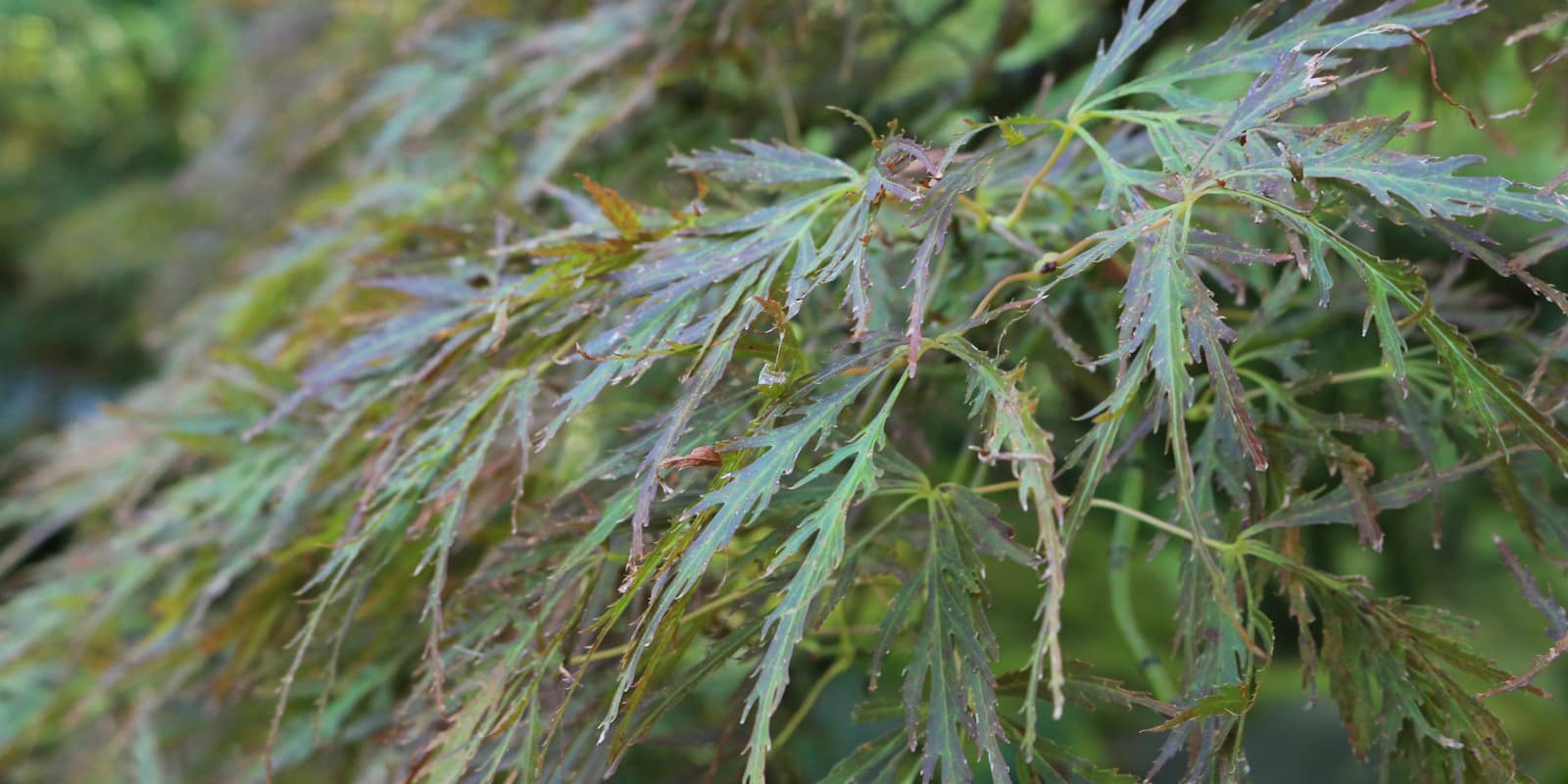 LR_Portland Japanese Garden_Fall Colors 2017_ Julia Taylor_IMG_0986