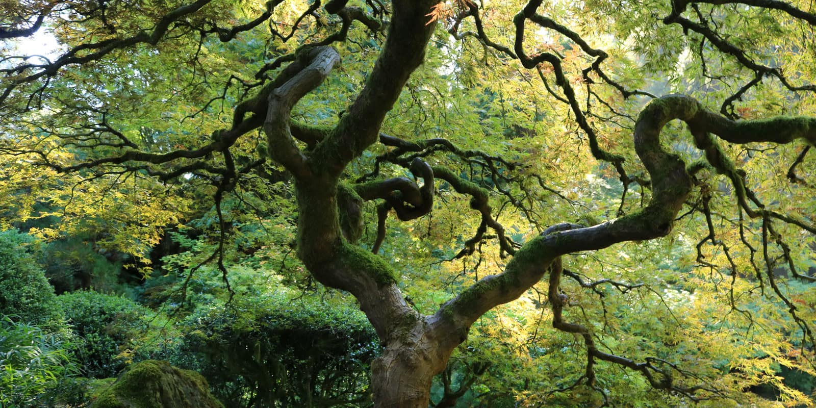 LR_Portland Japanese Garden_Fall Colors 2017_ Julia Taylor_IMG_0968