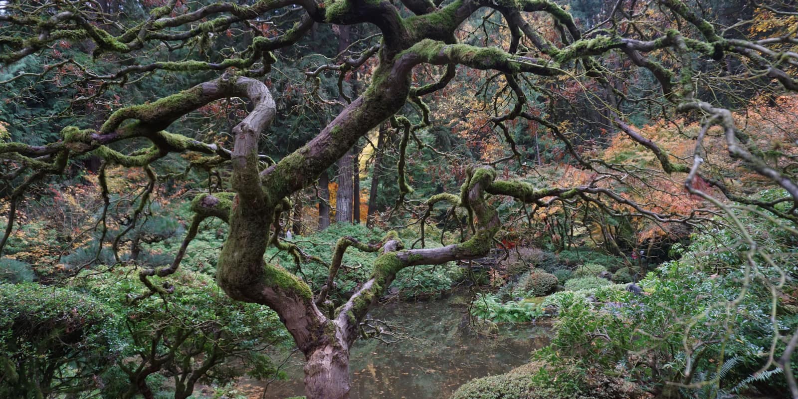 Portland Japanese Garden - Fall Colors - Photo by Tyler Quinn - DSC06927 - 20171103
