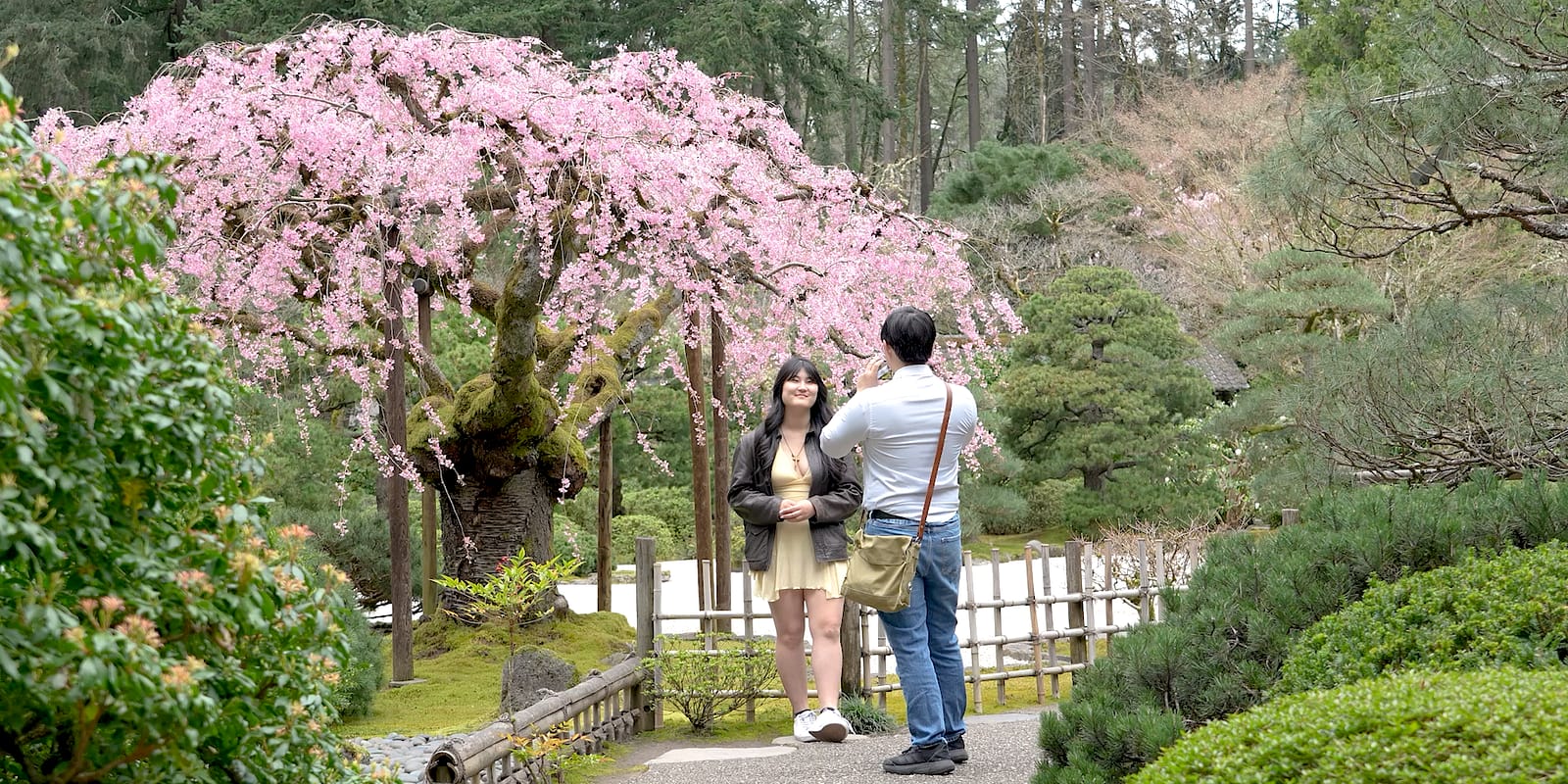 CherryBlossomWebHero_STILL