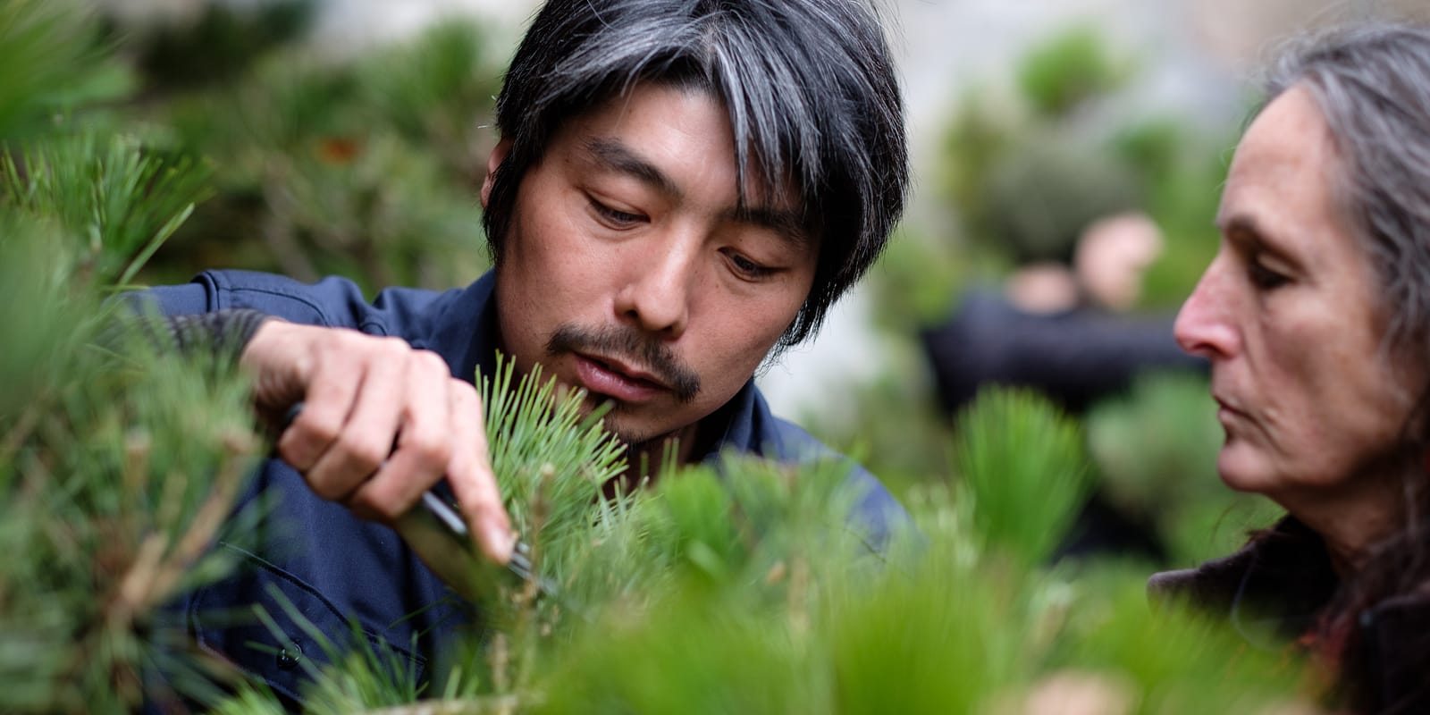 Pine Pruning Workshop November 2018 Photos by Peter Friedman-2018-11-06-Pinepruning-5347 (2)