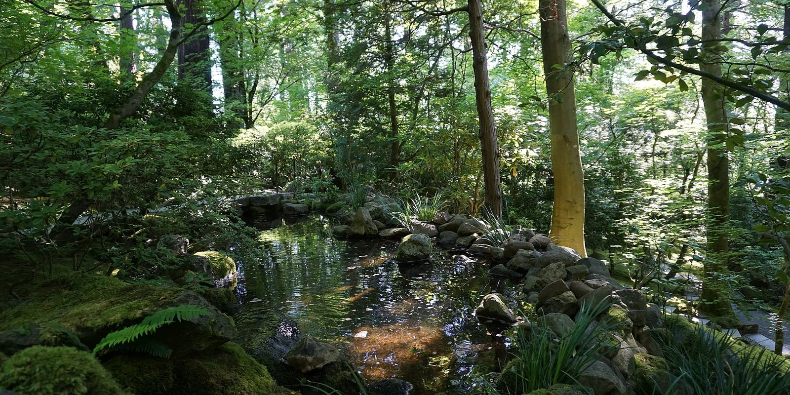 DSC06494_06-24-22_WillLerner_naturalgardenpond