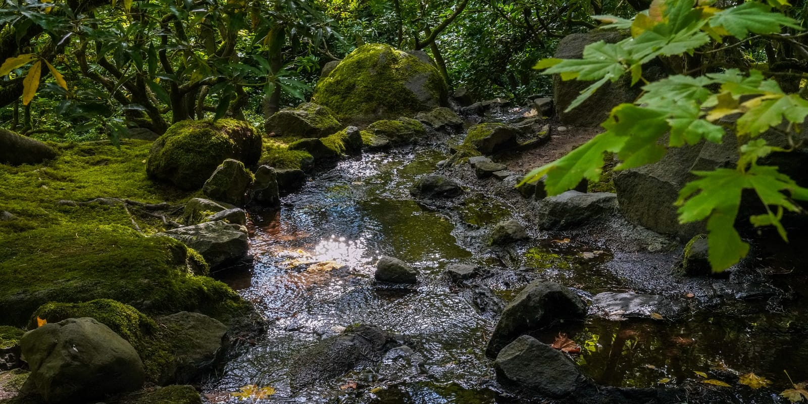 Natural Garden-20191004- by Chris Ruggles-5
