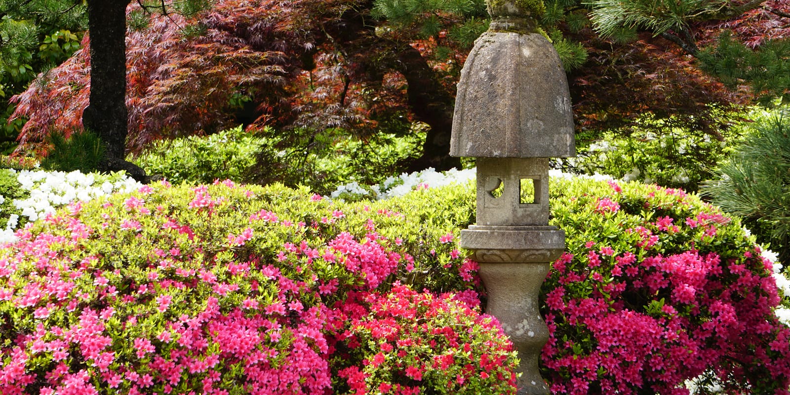 DSC05935_31722_SpringFlowers