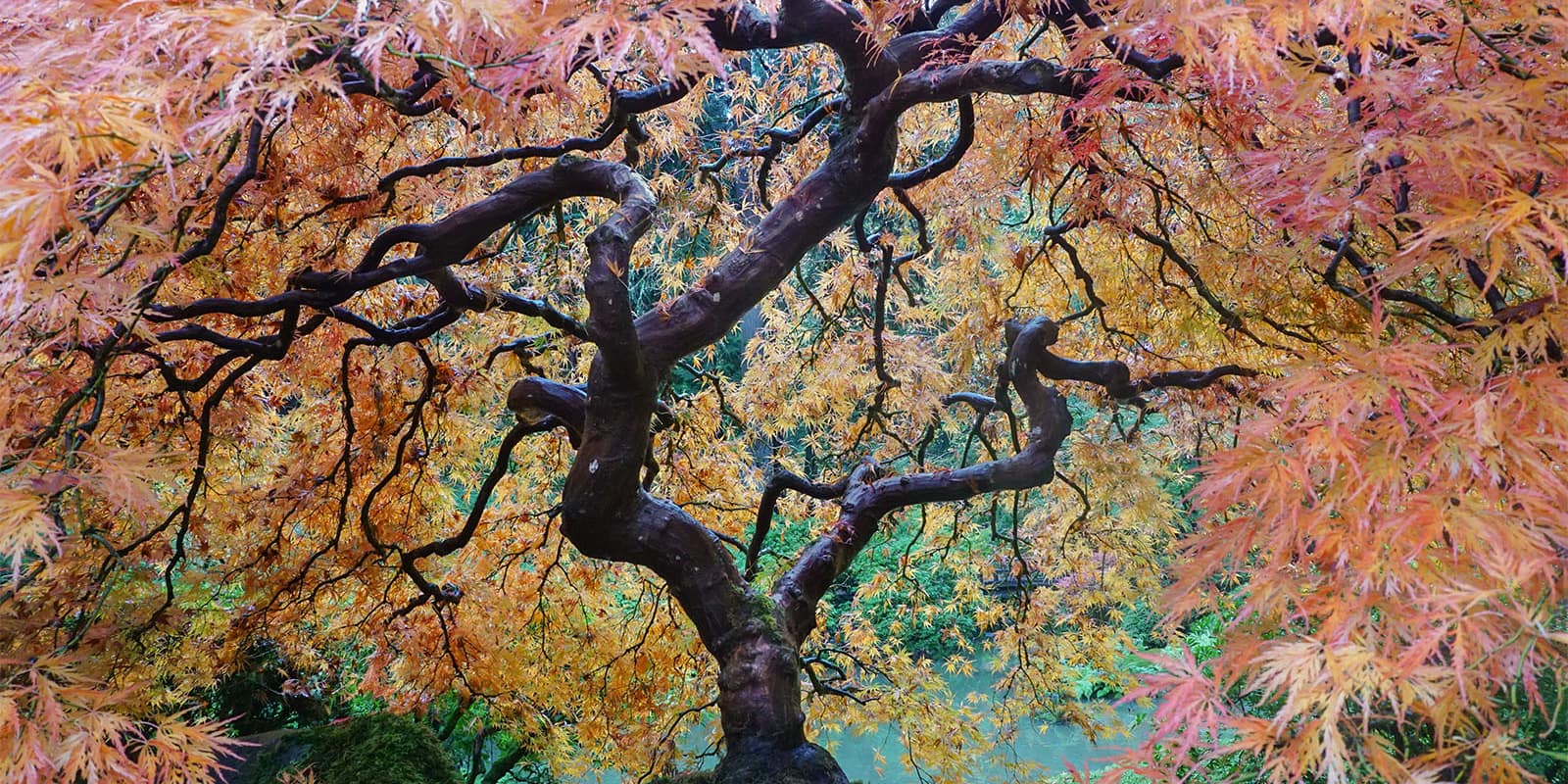 Peak Color Portland Japanese Garden. Photo by Tyler Quinn - 2018-10-29 - DSC01498_low