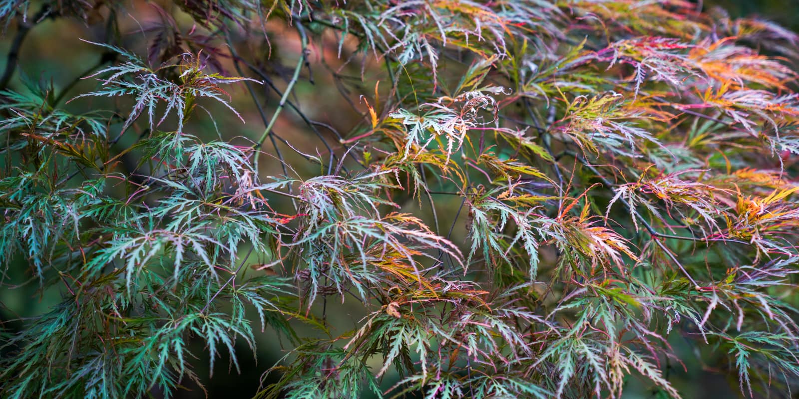 Fall Colors (LR)-20191015- by Chris Ruggles-23