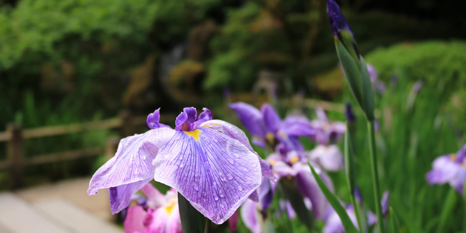 Julia Taylor_June 2017_LowRez_IMG_7398