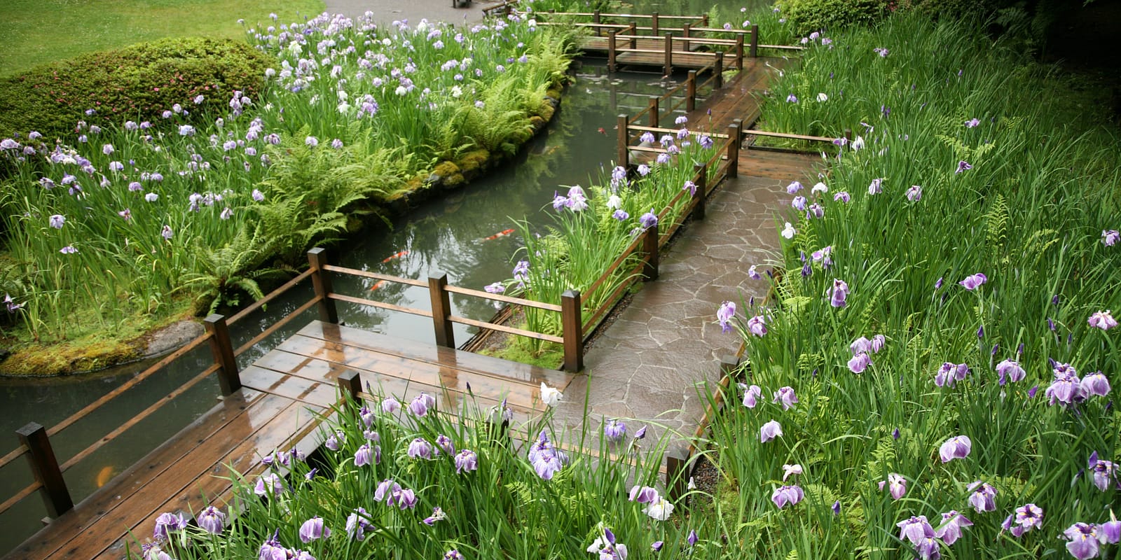 Irises, Japanese Garden, Portland, OregonRayPfortner.com