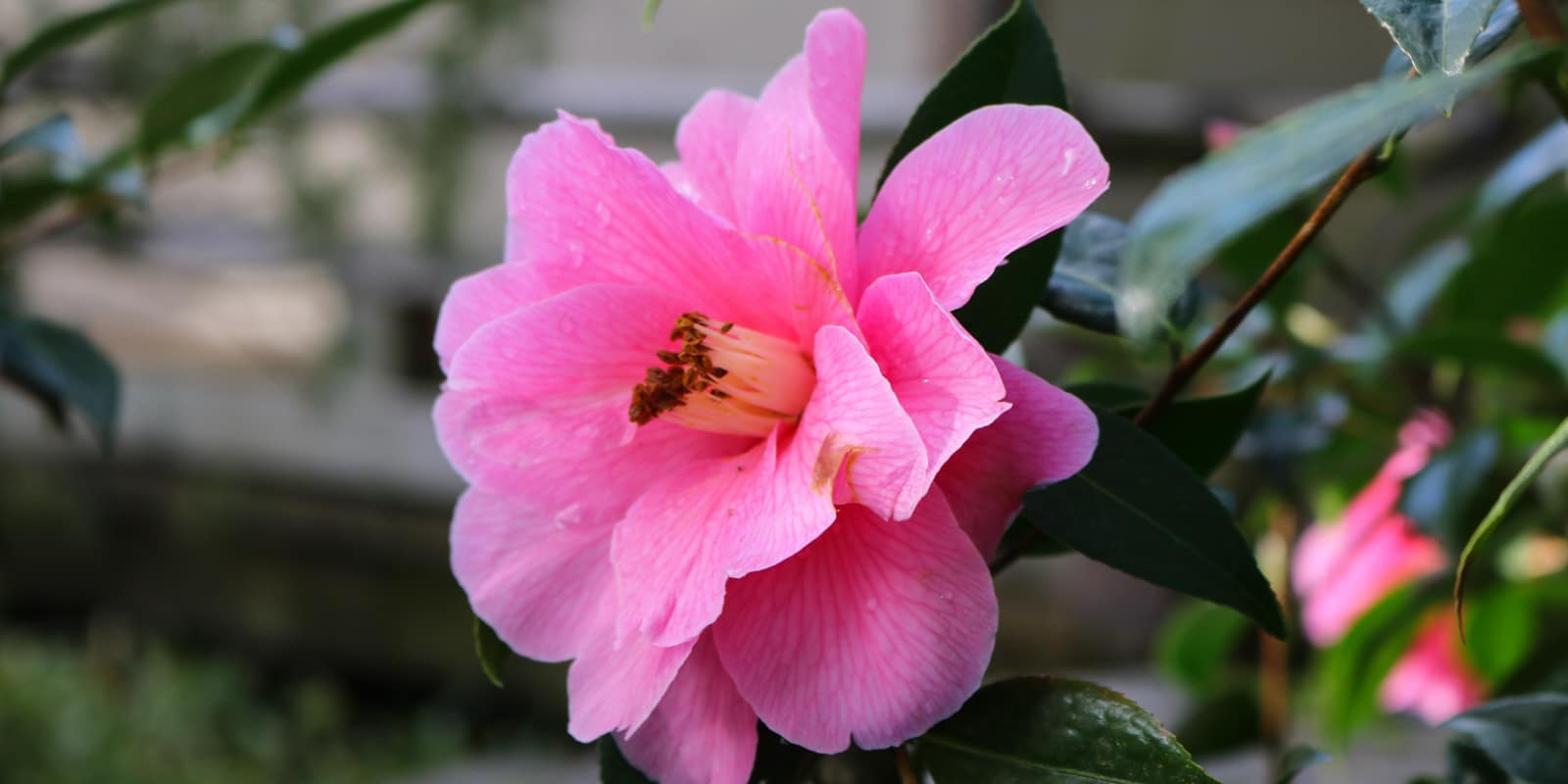 Julia Taylor_March2017_IMG_2039