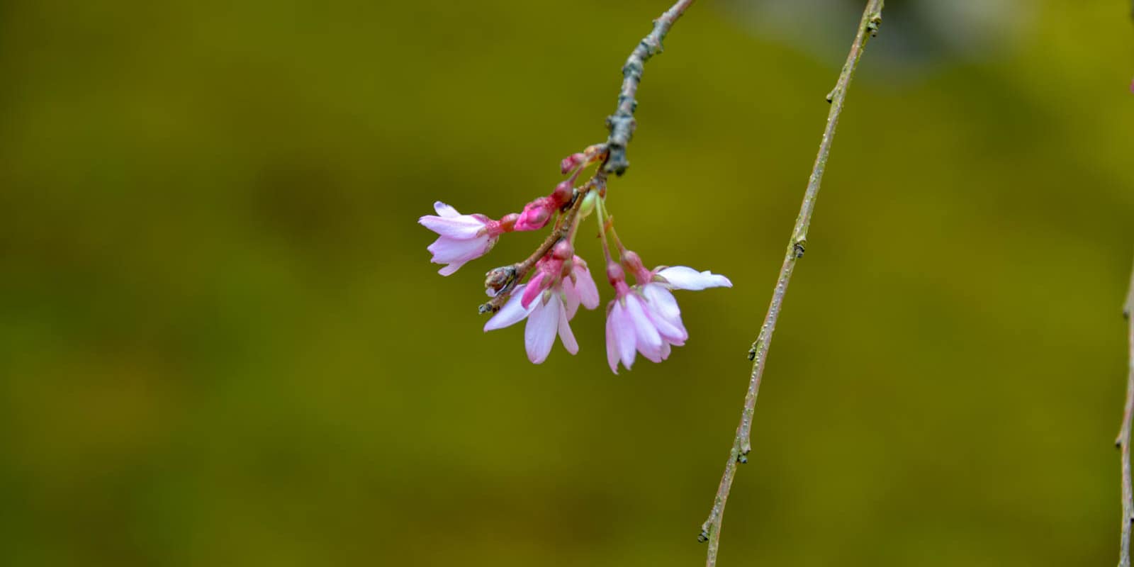 CherryBlossomsUpdate.byRuggles-2