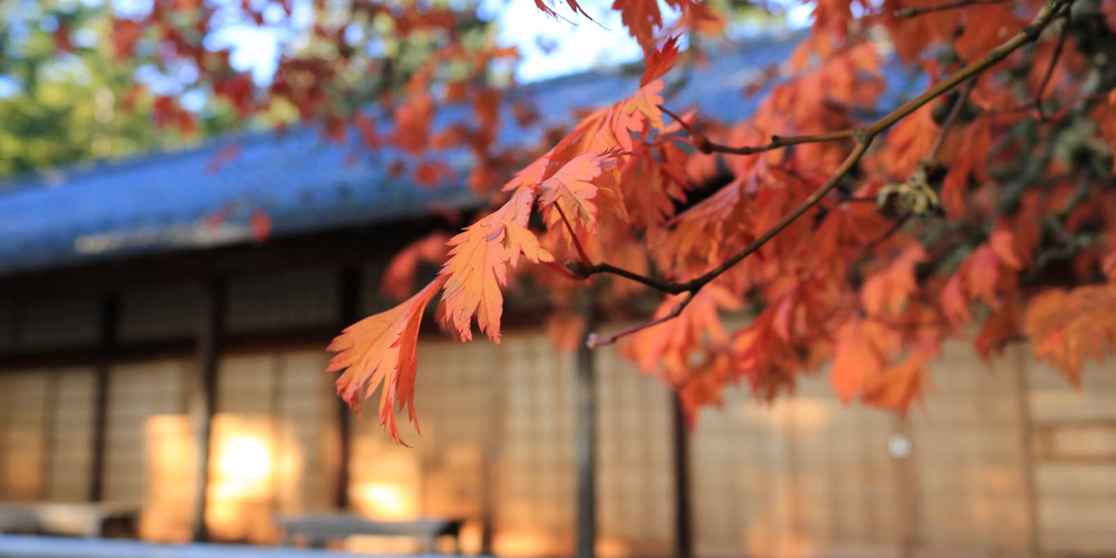 LR_Portland Japanese Garden_Fall Colors_Julia Taylor_IMG_1246
