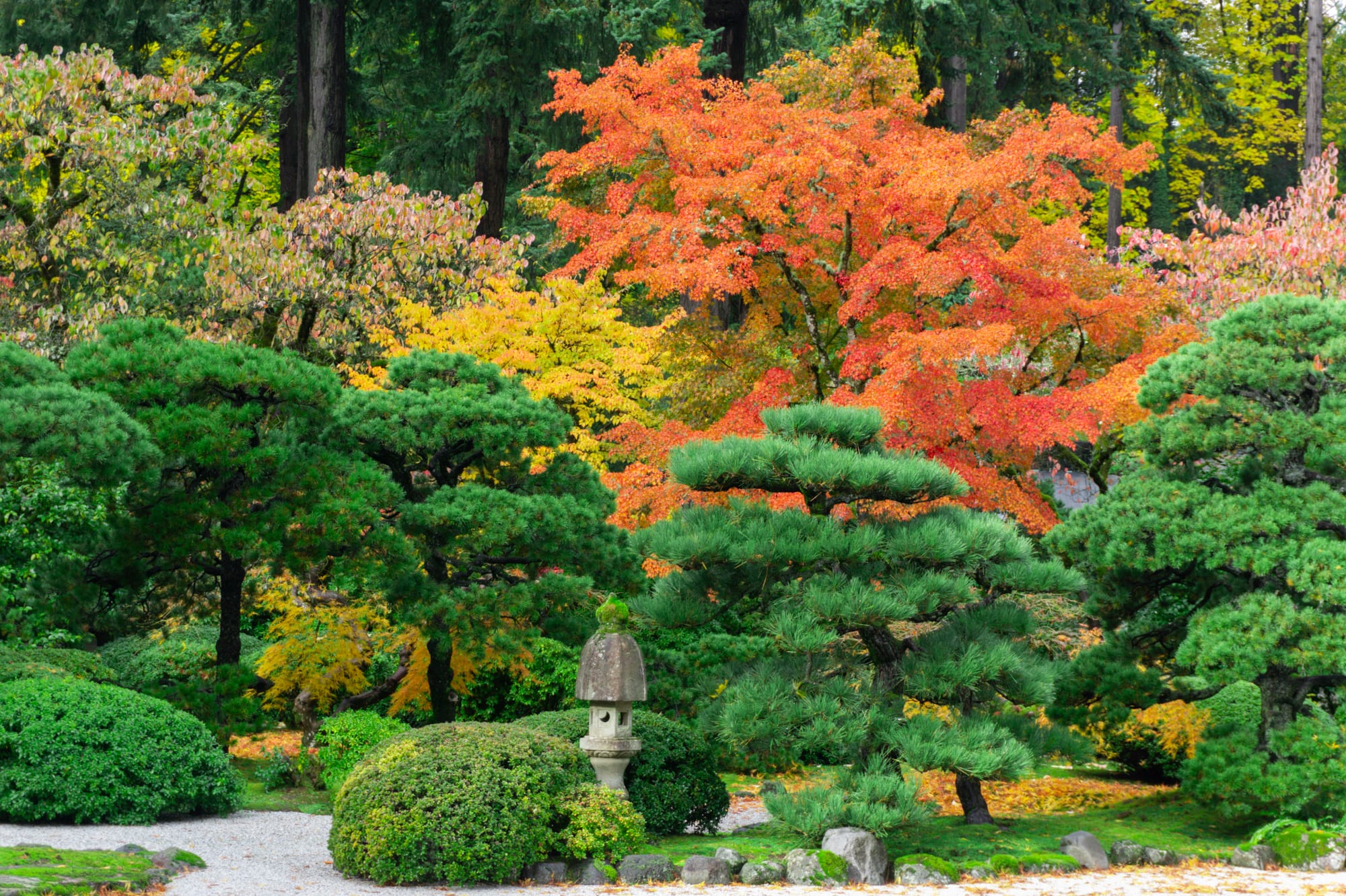 red, orange, and yellow leaves above pines