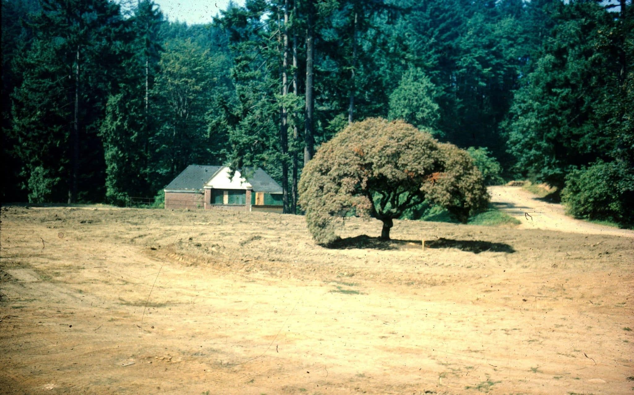 The Flat Garden before it was built, a muddy patch and one lone maple tree.