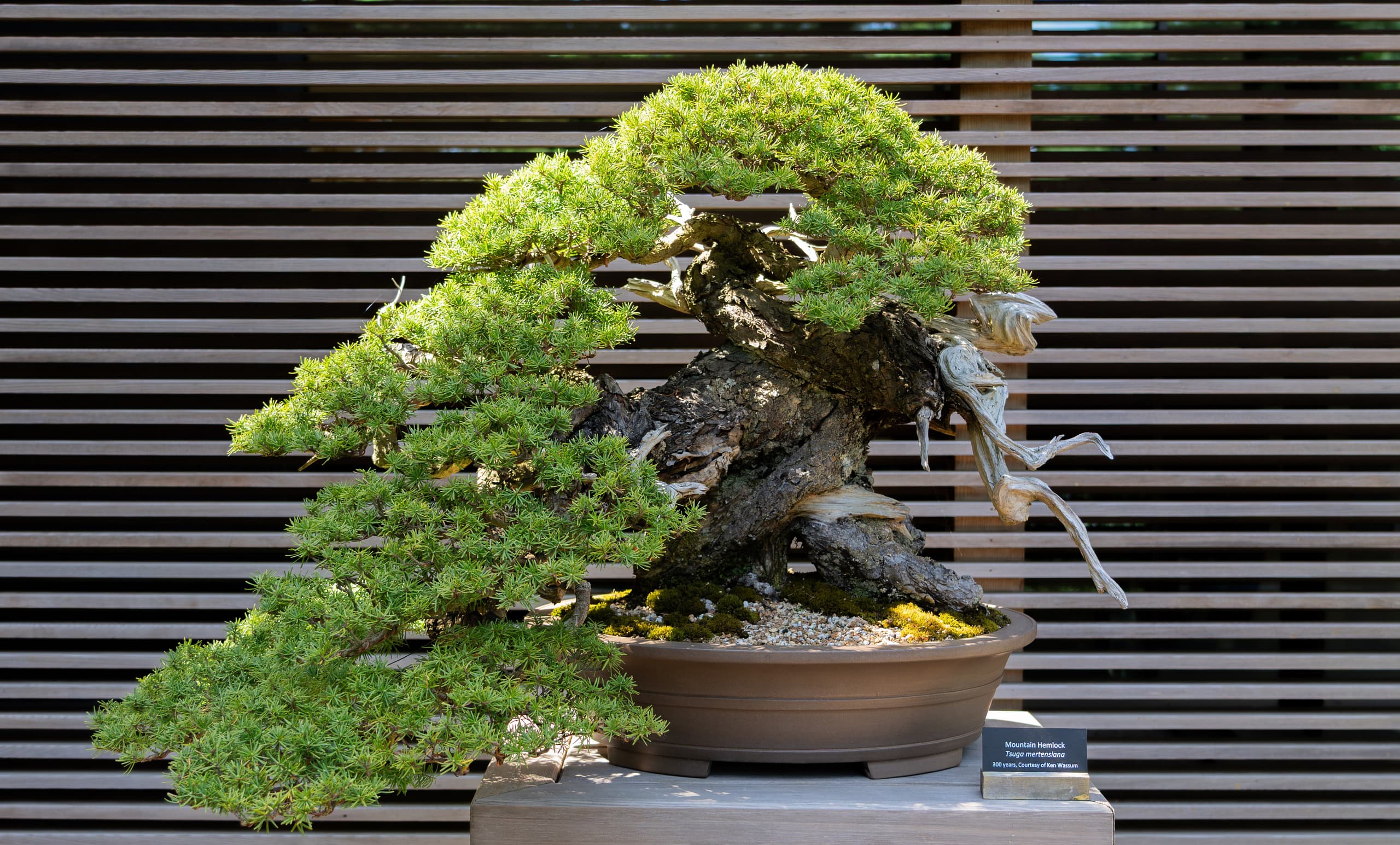 geardsae - blog Images High Quality Grahic Garden+ Lecture Series: Bonsai Talk with Shinji Suzuki – Portland ...