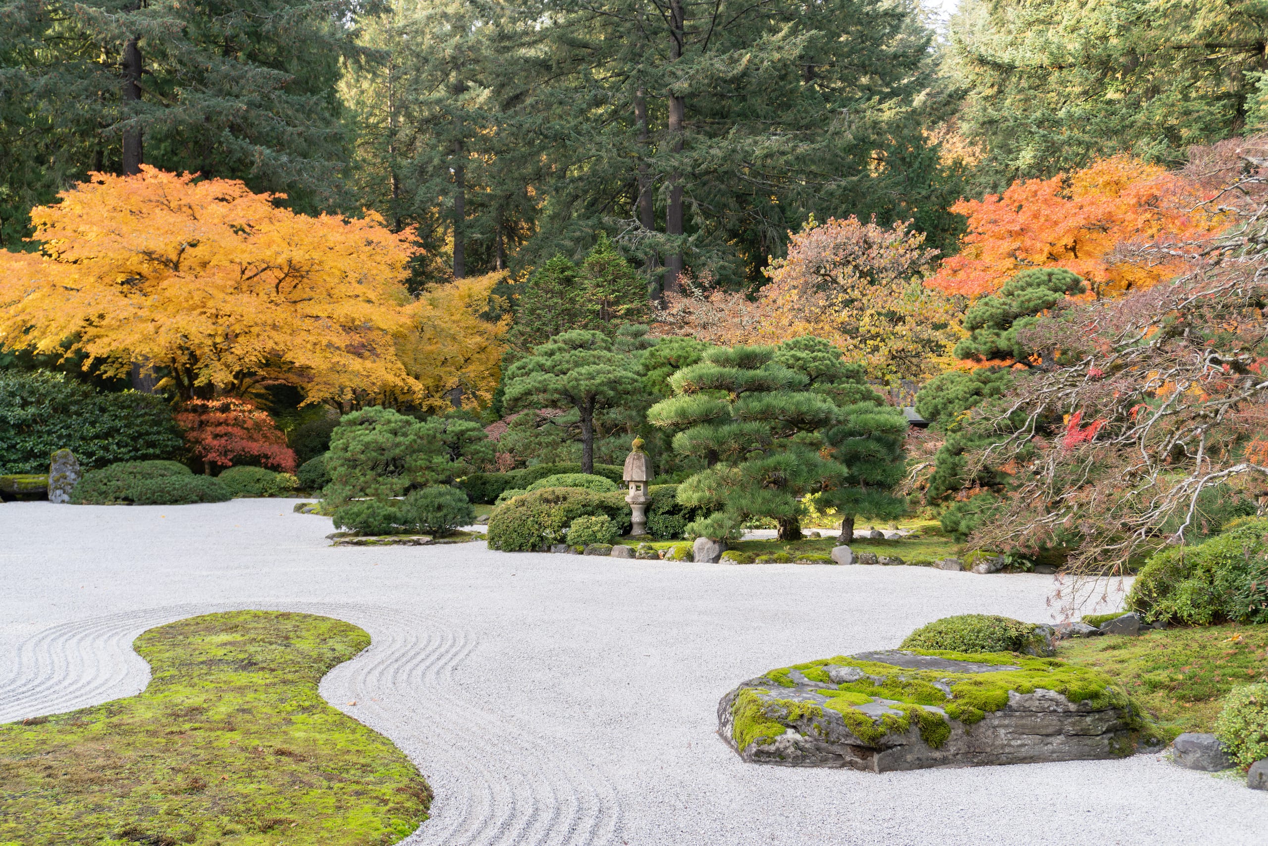 Autumn view of the Sand and Stone Garden at Portland Japanese Garden, with raked white gravel, moss-covered rocks, and manicured pines framed by brilliant yellow and orange maple trees.