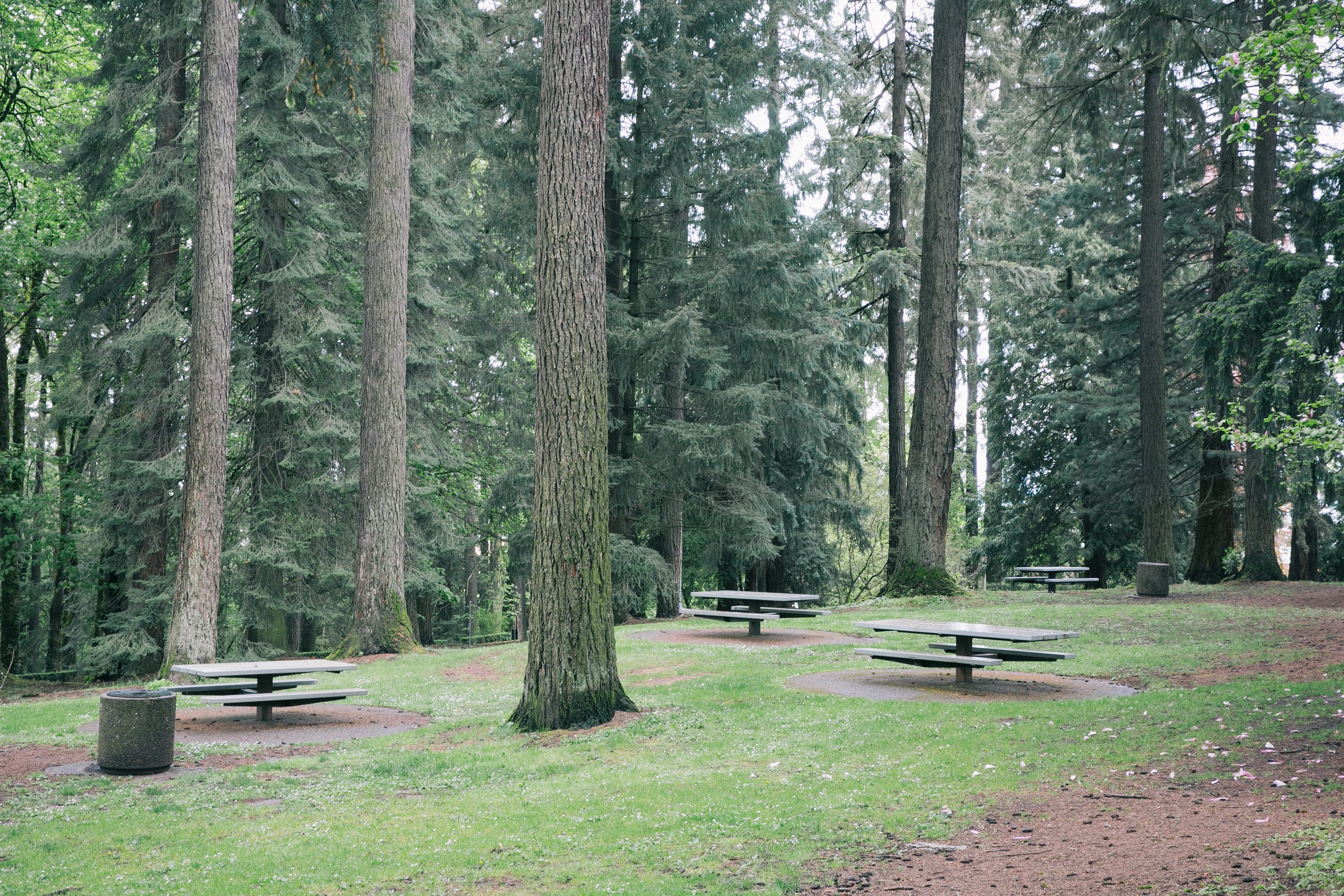 picnic benches in a forest park