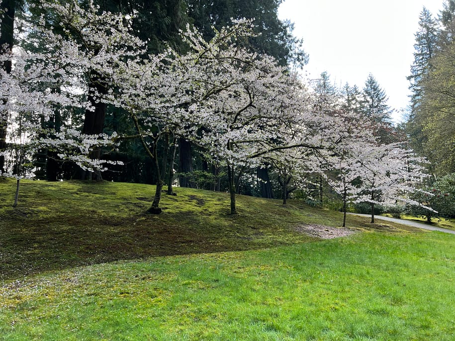 2022 Cherry Blossom Watch – Portland Japanese Garden