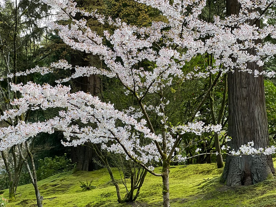 2022 Cherry Blossom Watch – Portland Japanese Garden