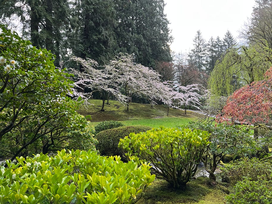 2022 Cherry Blossom Watch – Portland Japanese Garden
