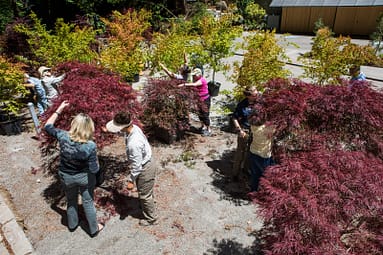 Students and teachers work on a variety of maple trees
