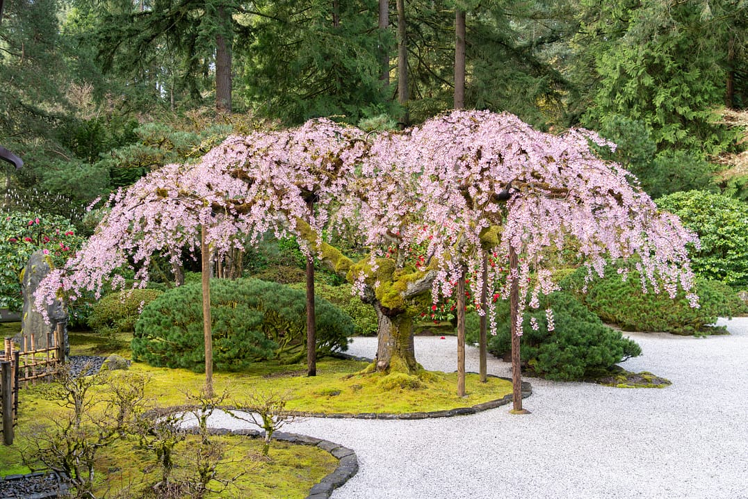 Moss Impressive: 9 Facts About the Tiny and Mighty Plant