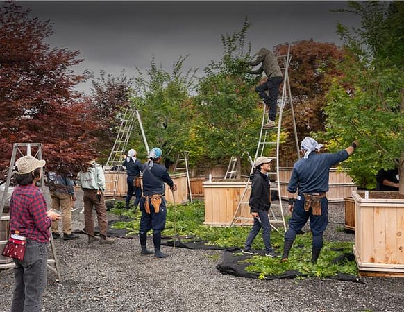 a series of people on ladders pruning maple trees