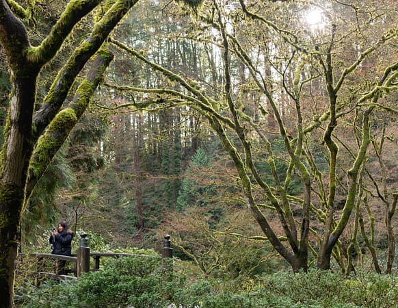 a guest stands on a bridge surrounded by tall trees