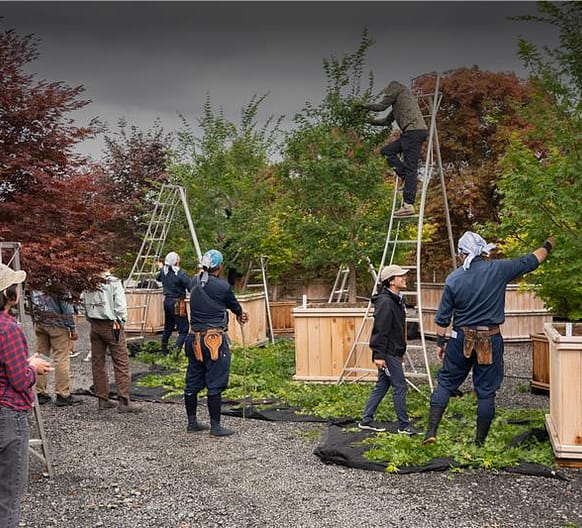 a series of people on ladders pruning maple trees