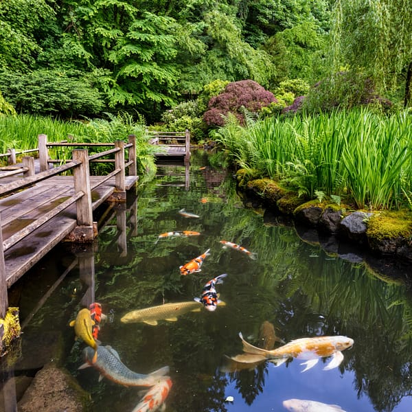 Koi swimming in water next to a wooden bridge with irises not yet in bloom near by.