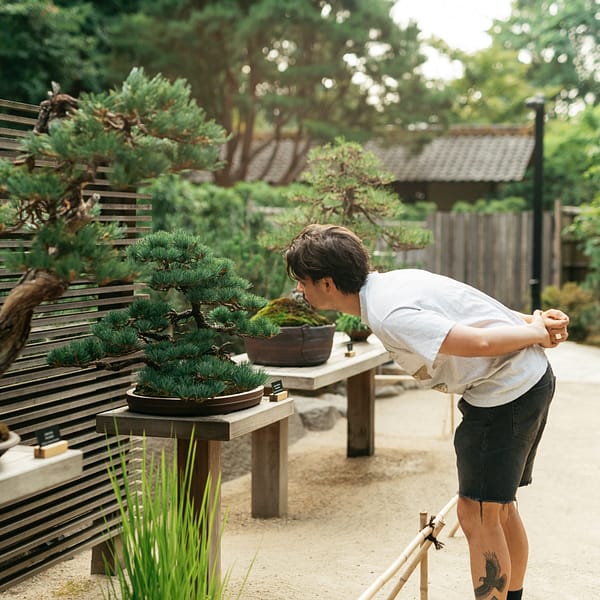 a man leans over to look underneath the crown of a bonsai tree