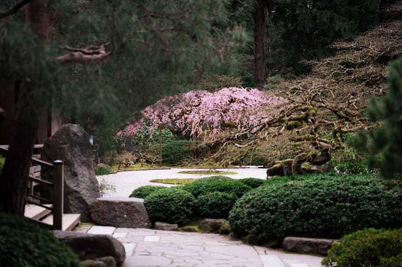 a tree with bright pink flowers partially obscurred by green shrubs