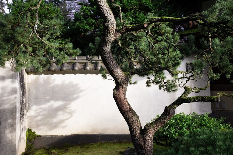 pine tree in front of a white stucco wall