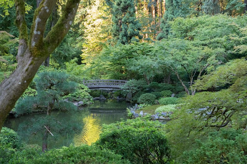 a wooden bridge in the distance behind a small pond