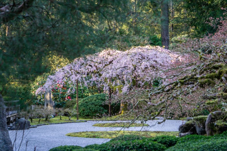 a weeping cherry tree
