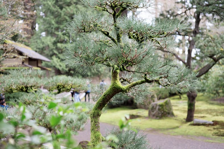 a pine tree with moss on its trunk