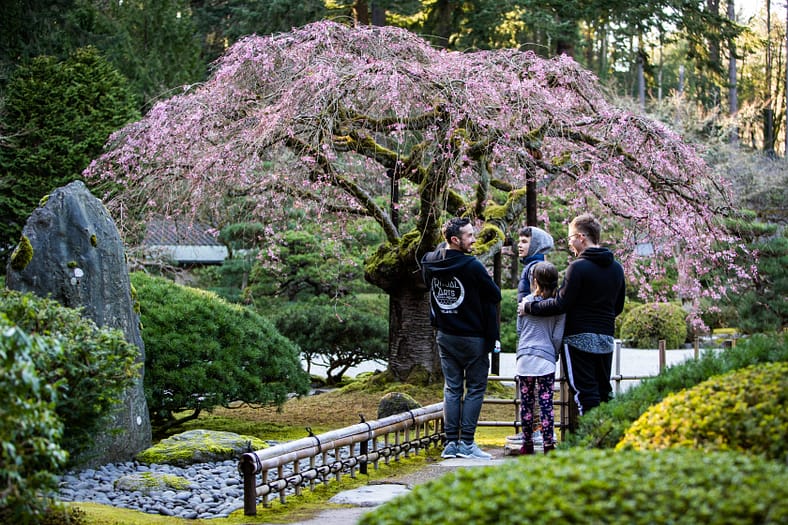 Two parents and their small children look at a weeping cherry tree in Portland Japanese Garden.