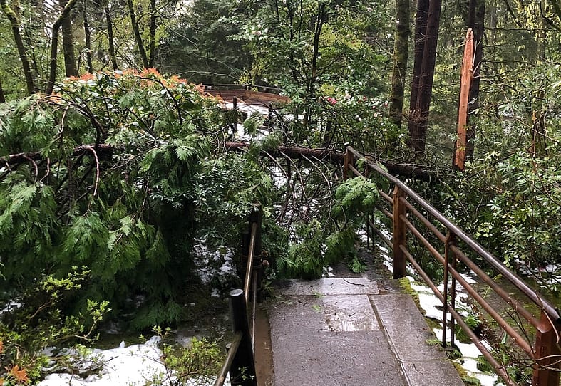 A fallen tree in the Natural Garden. Photo by Portland Japanese Garden.