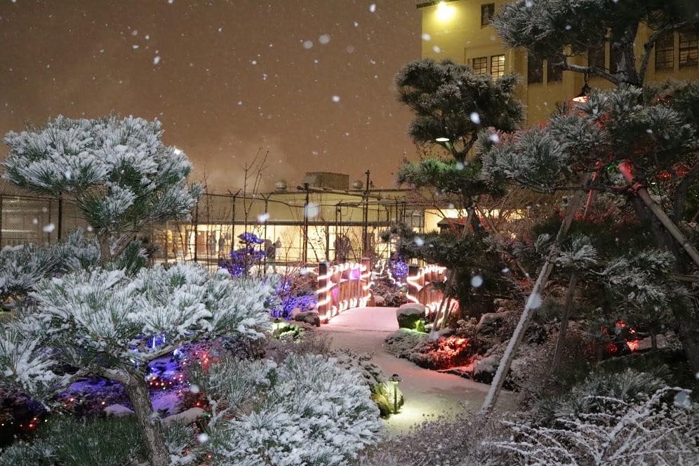 falling snow on a garden at night