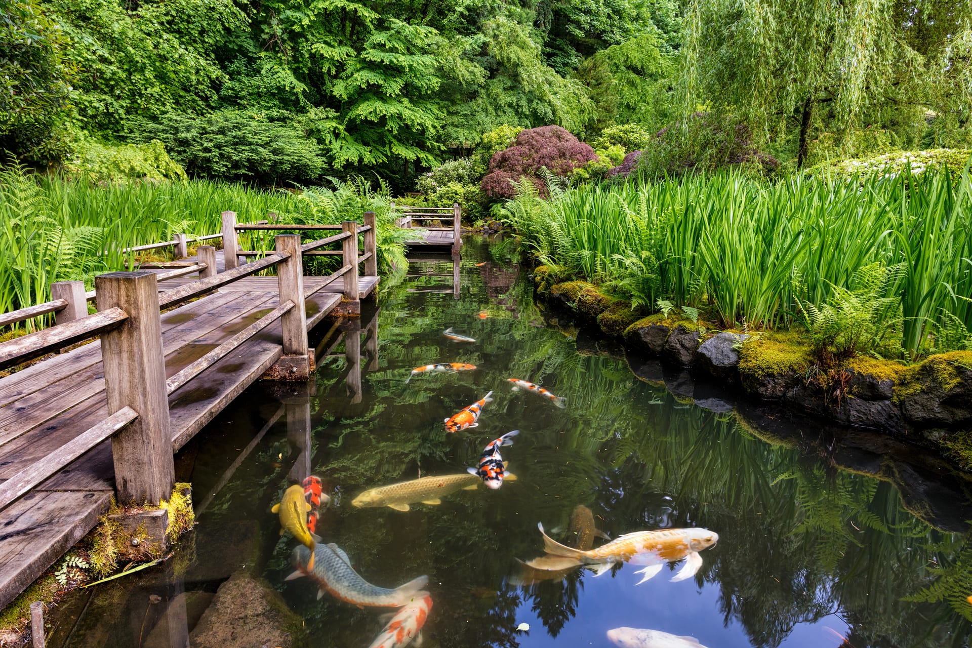 koi fish swim in a pond next to a wodden bridge and irises