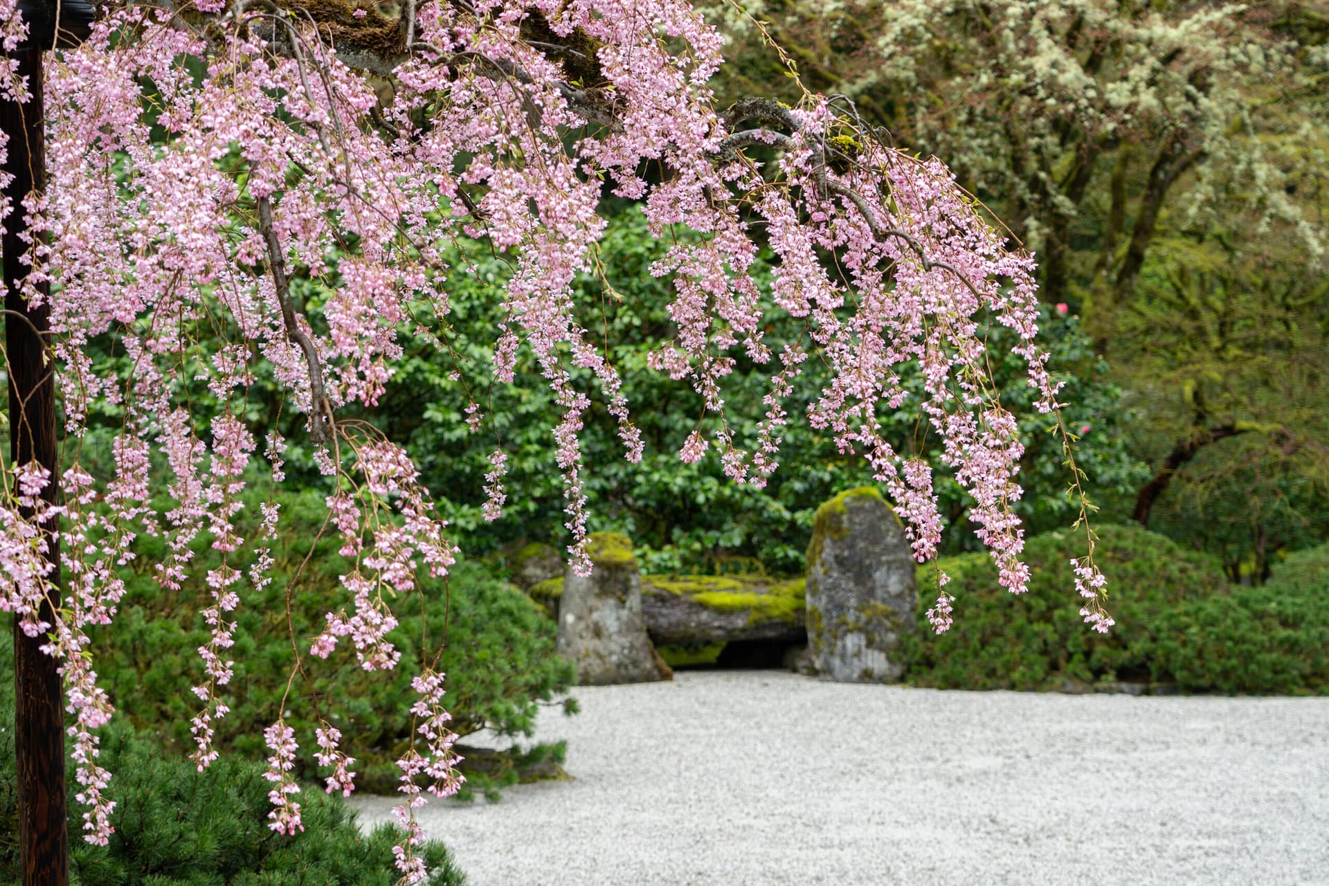 Cherry blossoms in full bloom in front of green foliage and sand and stone Japanese garden flat garden.