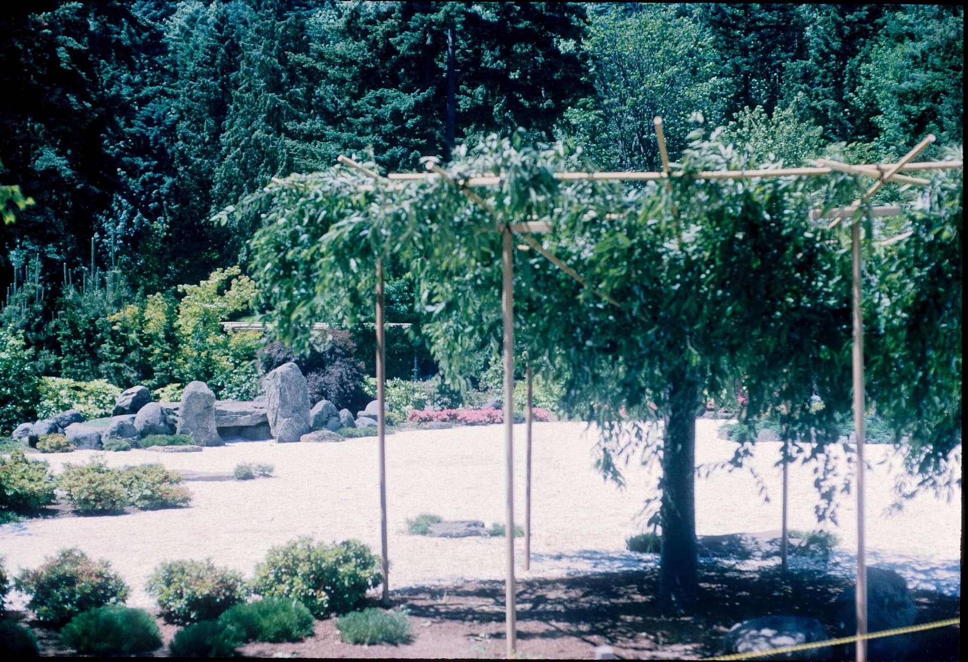 a weeping cherry tree supported by posts