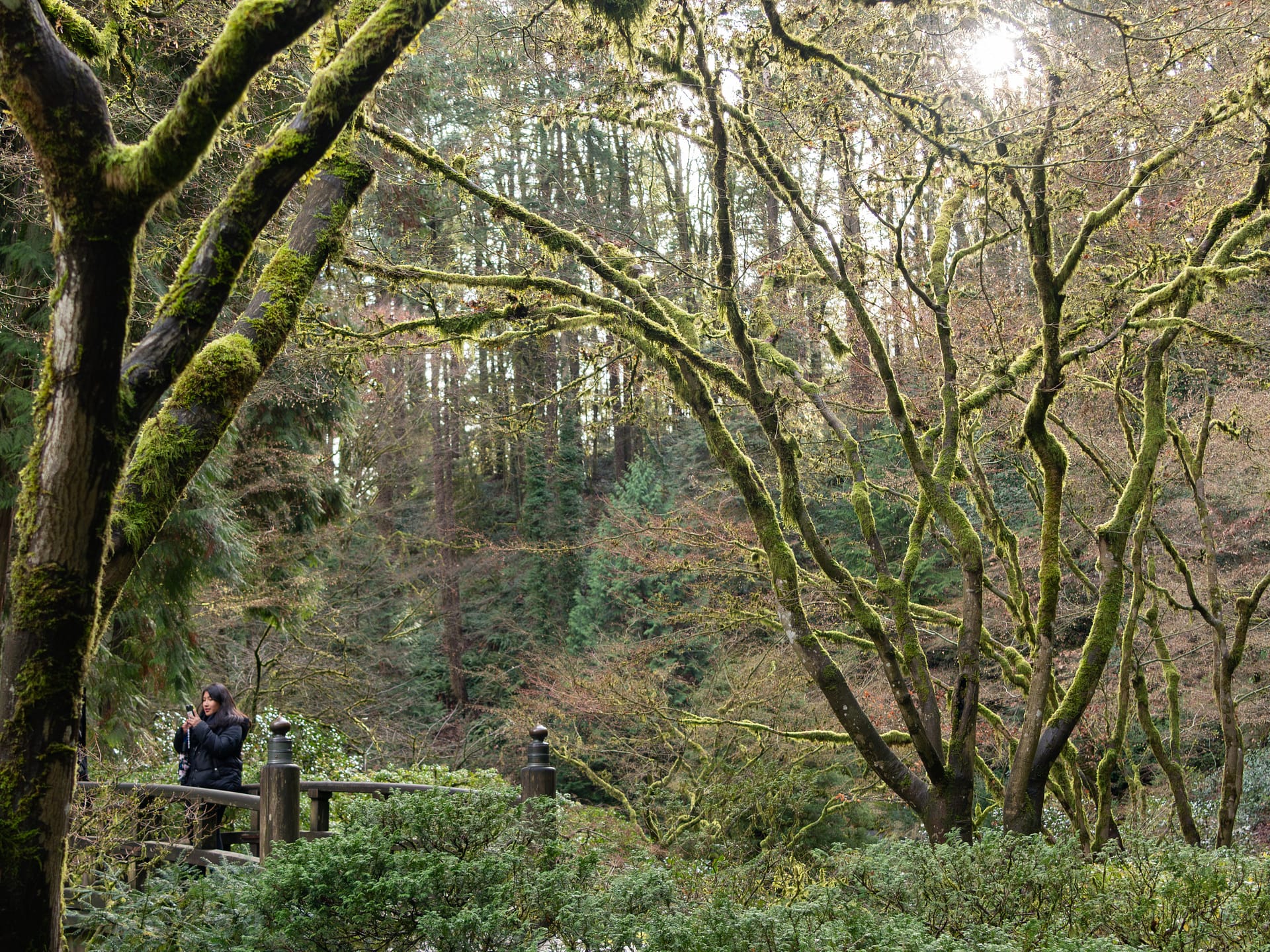 a guest stands on a bridge surrounded by tall trees
