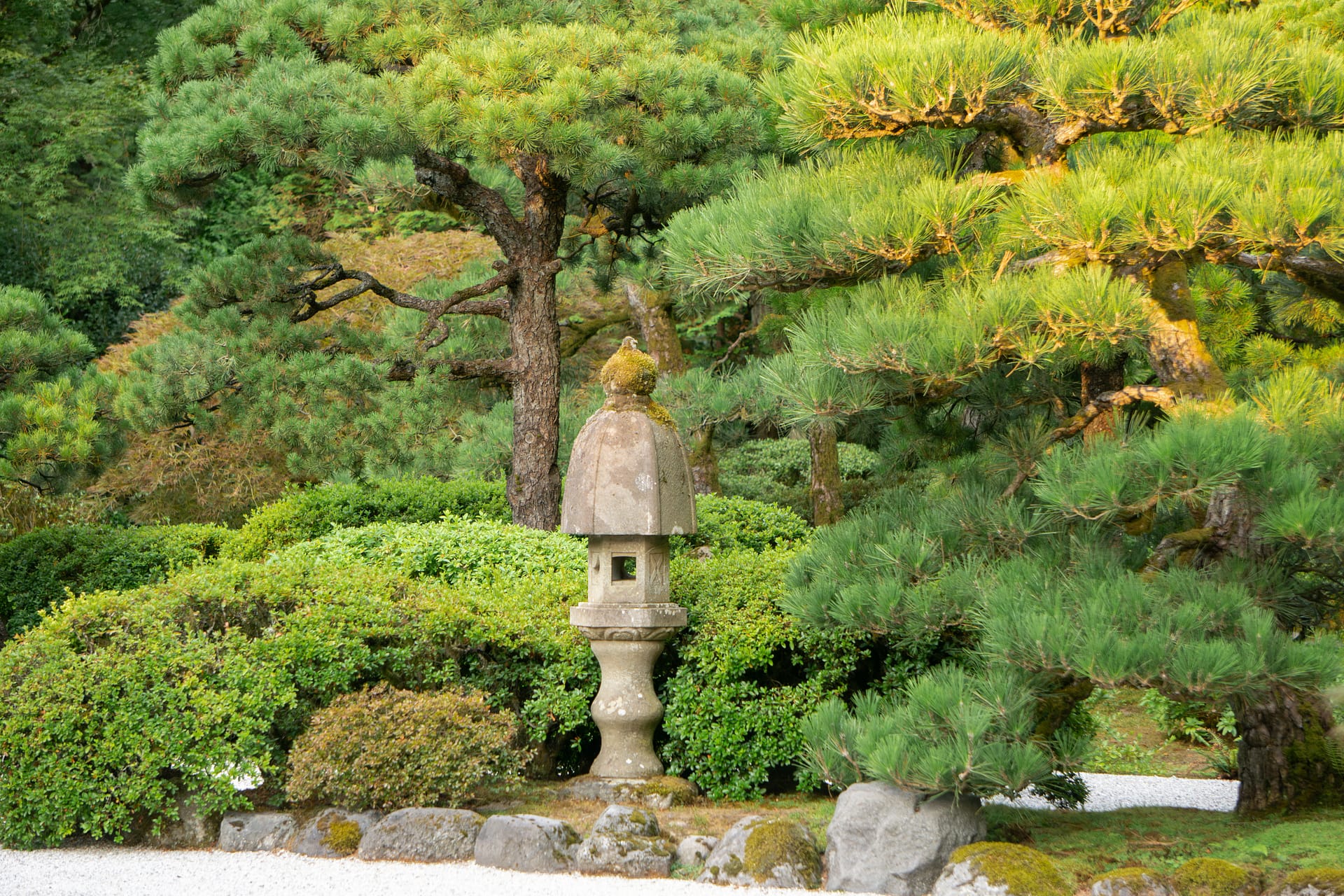 pines around a stone lantern