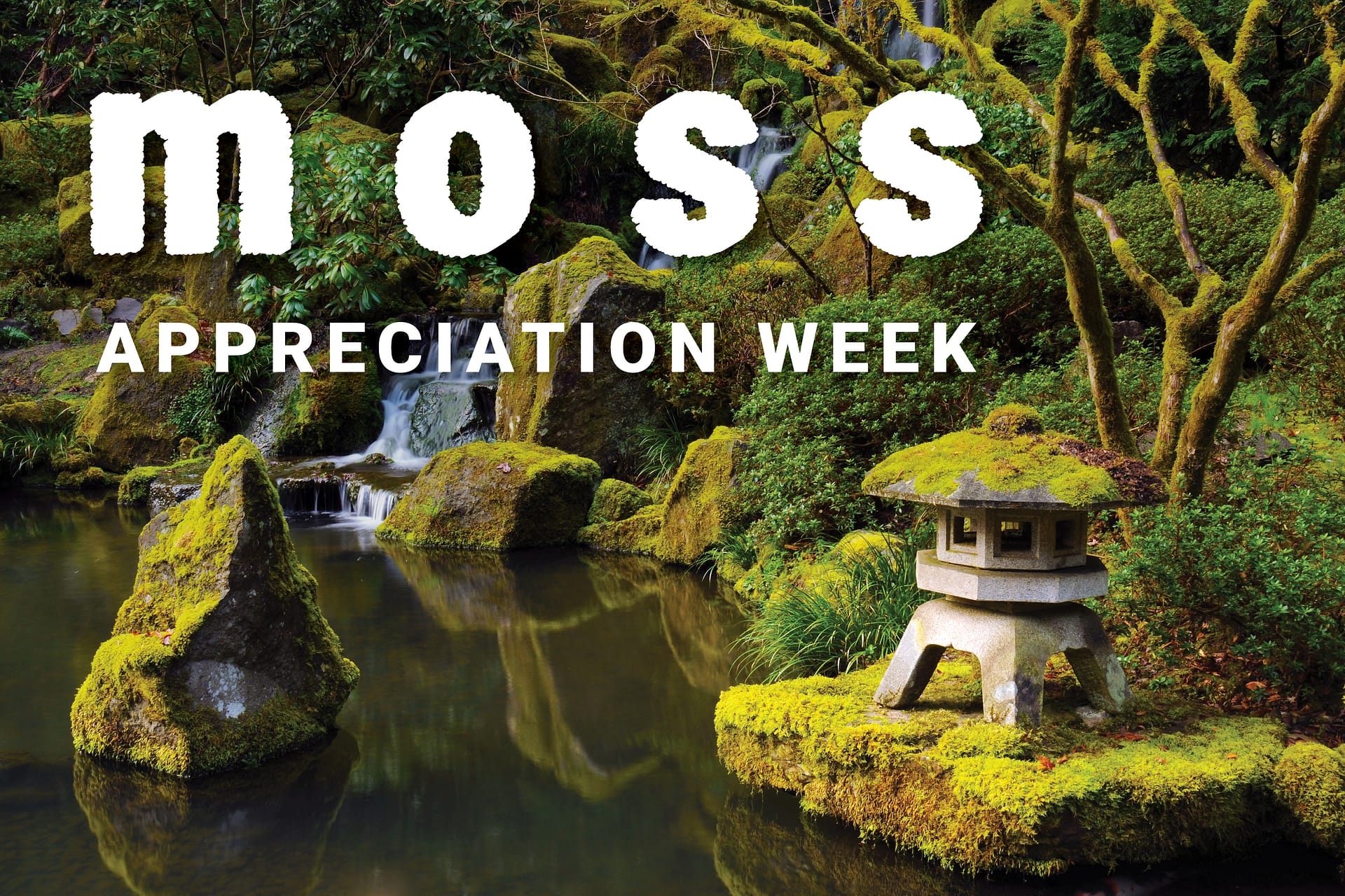 A photo of a mossy stone lantern and stone next a pond with text that reads "Moss Appreciation Week"