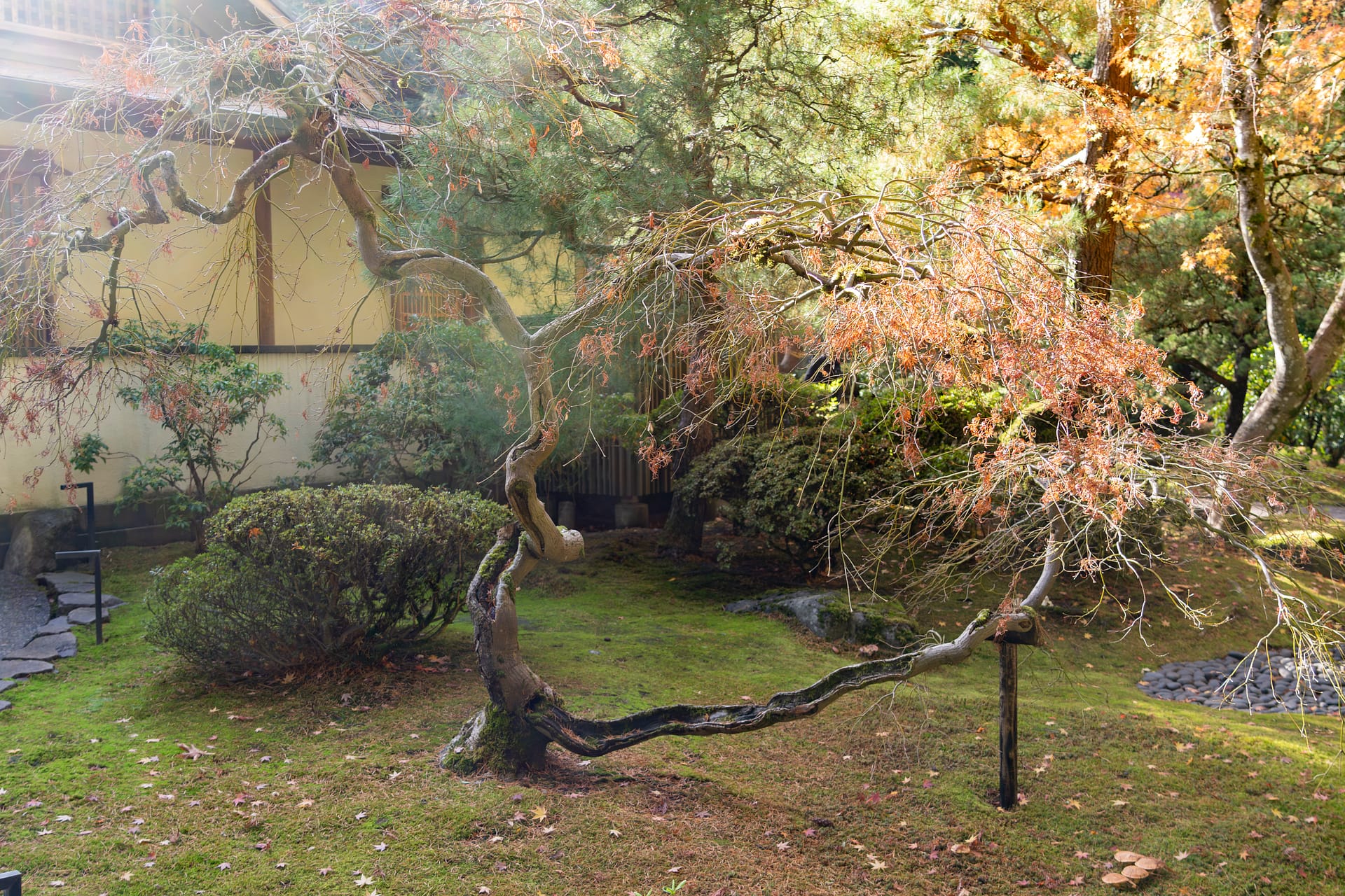 a maple with nearly bare branches