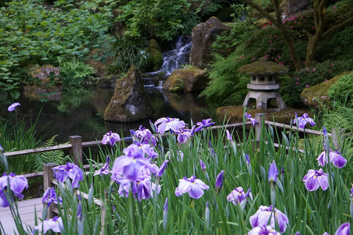 June Irises by Tyler Quinn - 2017-06-21 - DSC05774 (1)